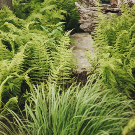 Greenscapes - Ferns